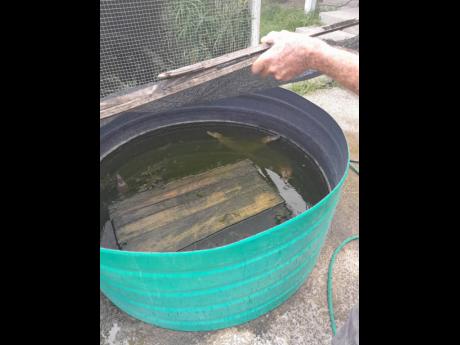 In the last two years, 79 baby crocodiles have been microchipped and released into the wild from the Holland Sanctuary.