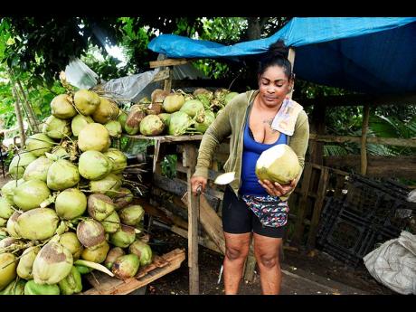 Credit: File Coconut vendor Maxine Henry chopping a jelly coconut at her stall by the Linstead bypass in St Catherine. Coconut is the latest crop to be severely impacted by the ongoing drought affecting the agricultural sector.