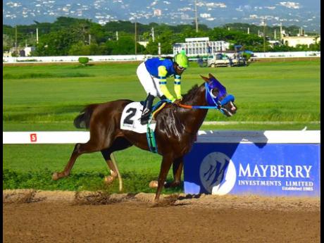 Credit: Anthony Minott MAHOGANY, ridden by Robert Halledeen, wins a three-year-old and upwards open allowance stakes over five furlongs at Caymanas Park on October 28, 2023.