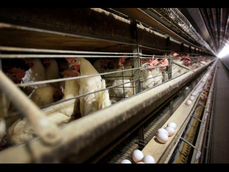 Credit: AP Charlie Neibergall
Chickens in their cages at a farm, November 16, 2009, near Stuart, Iowa.