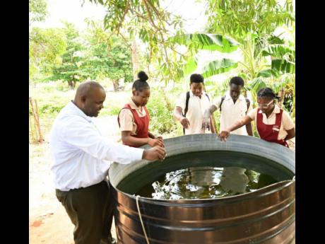 Vice-Principal Errol Bennett is joined by students in feeding tilapia fish at Newell High School in St Elizabeth.