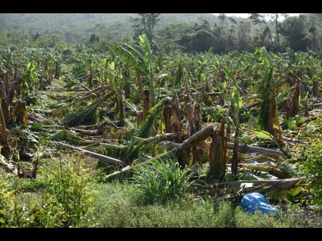 A banana field in Agualta Vale, St Mary, that was flattened by Hurricane Beryl earlier this month.