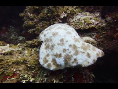 Credit: Contributed A bleached coral observed in Jamaican waters.