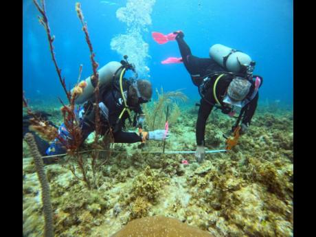 Credit: AG Guest Guest Calrick Kettle of the Alligator Head Foundation (left) and Gina-Marie Maddix of The Nature Conservancy were photographed while establishing the coral restoration intervention plots for the German-funded CoralCarib Project.