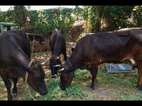 In this 2017 photo cows are seen grazing at Matilda’s Corner Police station after they were  allegedly stolen by three men, who have been arrested and charged with larceny of cattle. 