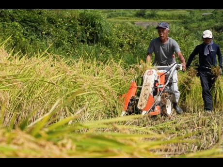 Credit: AP A farmer operates a harvester machine on a rice terrace during harvest in Kamimomi village, Okayama prefecture, Japan, on September 7, 2024.