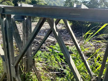 Bamboo stretching for metres under the Kew Bridge.