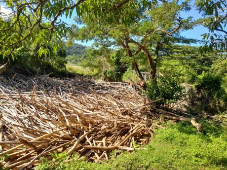 The Kew Bridge blocked by the piles of bamboo.
