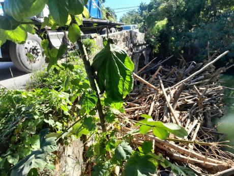Blockage under Riley Bridge at the entrance to Lucea in Hanover.
