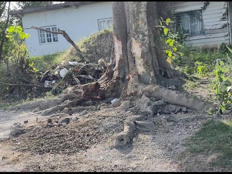 The ackee tree showing the scars of the car crash that claimed two lives along the Three Miles River main road in Westmoreland early Monday morning.