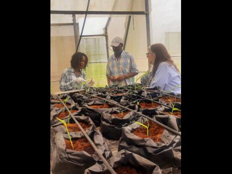 Georgia Curtis (left), agro park manager at Ebony Agro Park; Dr Ronald Blake, chief of party for the USDA Food for Progress Jamaica Spices Project; and Sylvia Megret, president and CEO of ACDI/VOCA, take part in a visit to the greenhouse at Ebony Agro Park