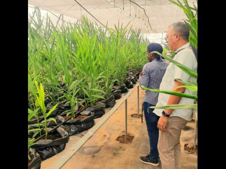 Georgia Curtis, agro park manager at Ebony Agro Park  shows Vivion Scully, CEO of Agro-Invest, around the greenhouse at that operation in Clarendon.