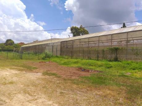 The greenhouse at the Coleyville Cold Storage Facility in Manchester. The greenhouse is to be rehabilitated by Agro-Invest for a 10-year lease period and dedicated to vegetable cultivation.