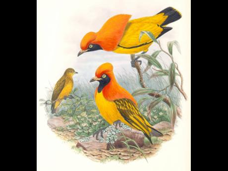 
An artist’s rendition of the Masked Bowerbird.