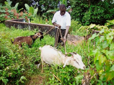 In this 2021 photo Aston Gayle is seen attending to his goats after suffering from praedial larceny.