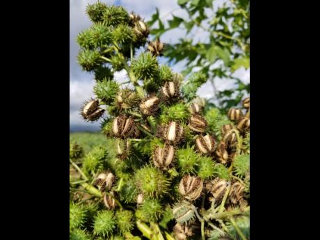 Ricinus communis, the castor bean or castor oil plant.