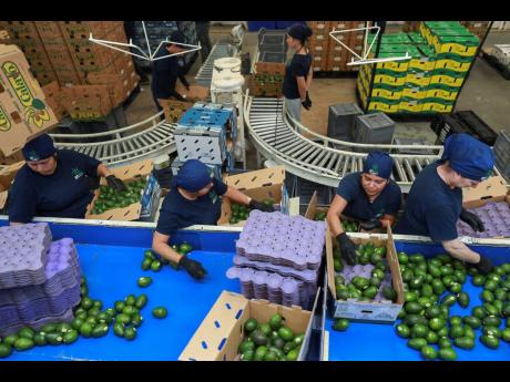 Workers sort avocados at a packing plant in Uruapan, Mexico, November 27, 2024.