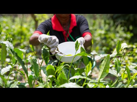 Canada still needs farm workers and SAWP remains one of the most secure and structured paths for Jamaicans to legally work abroad. 