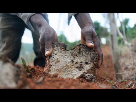 RADA could not provide proof that the fertiliser reached legitimate farmers or that proper measures were followed, noted Auditor General Pamela Monroe Ellis.