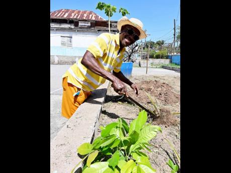 A senior citizen from Rose Gardens participates in the planting of the vegetable garden at Pentab High School.