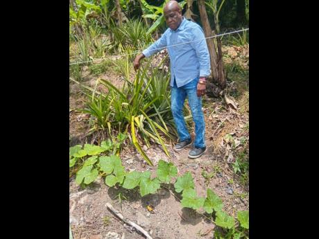Principal Moodie showcases the school’s pineapple field.