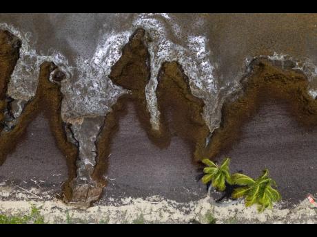 Sargassum covers the coast of Playa Lucía, Yabucoa, Puerto Rico, on Monday, June 2, 2025.