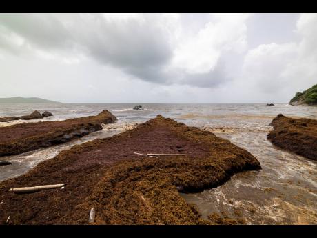 Sargassum gathers off the coast of Playa Lucía, Yabucoa, Puerto Rico, on Monday, June 2, 2025.