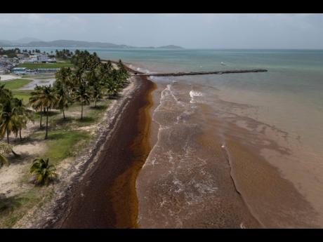 An aerial view shows Punta Santiago’s pier and waterfront surrounded by sargassum in Humacao, Puerto Rico, on Monday, June 2, 2025.