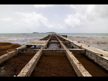 A pier sits damaged as sargassum surrounds the coastline of Punta Santiago.