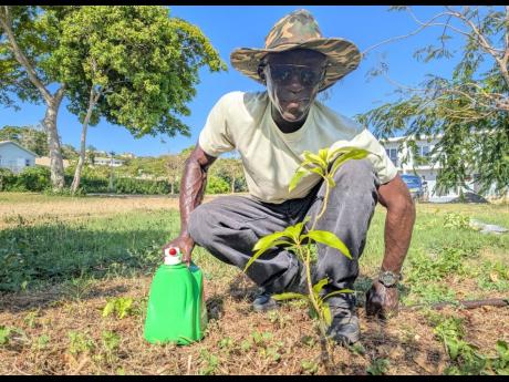 A resident of Camelot Village (Phase 1-5) is captured with a mango tree he planted in his community during a Labour Day tree-planting activity with the Forestry Department.