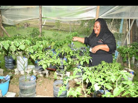 Farmer and entrepreneur, Sheryl Kerr-Palmer, walks through her greenhouse at her home in Whithorn,  Westmoreland, where she grows her peppers to make her products, particularly Sheryl’s Homemade Pepper Sauce.