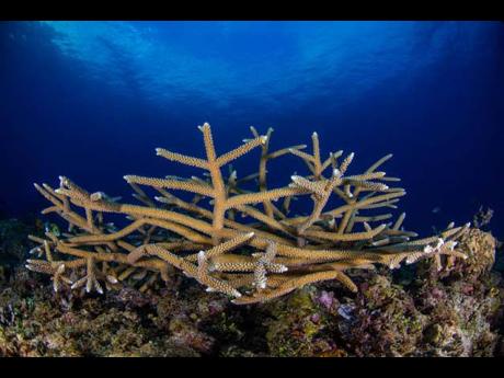 One of the species of corals, the Acropora cervicornis.