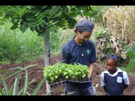 In this 2017 photo, Teppei Sato, JICA volunteer at Portland 4H Club, hands over saplings to a student of Shirley Castle Primary School, Portland.