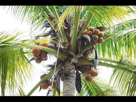 In Jamaica, the traditional coconut-growing parishes are Portland, St Mary and St Thomas.