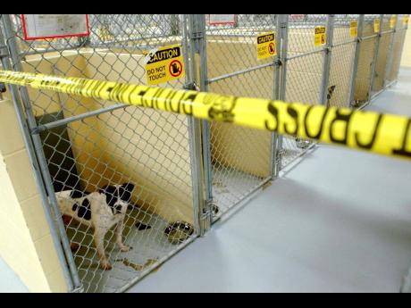 Pit bulls that were owned by former NFL football player LeShon Johnson are kept in a section of the Tulsa Animal Shelter that is marked off by tape, as evidence in the case against him on April 11, 2005, in Tulsa, Oklahoma.