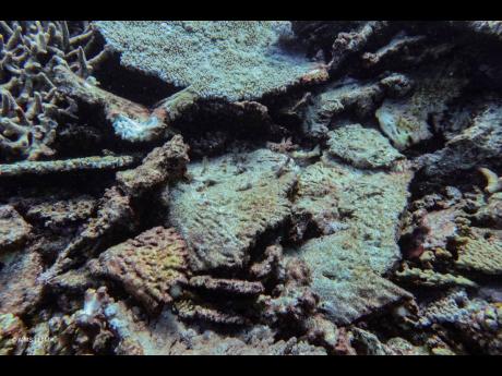 
Broken hard coral is seen at Lady Musgrave Island following storm damage on the northern Great Barrier Reef in far North Queensland, Australia, on November 6, 2024.