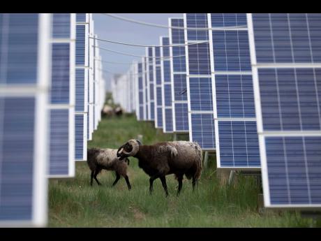 Tibetan sheep graze at a solar farm in Hainan prefecture of western China’s Qinghai province on Tuesday, July 1, 2025.