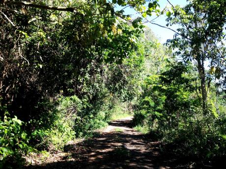 Credit: Contributed A section of the Cockpit Country Reserve.