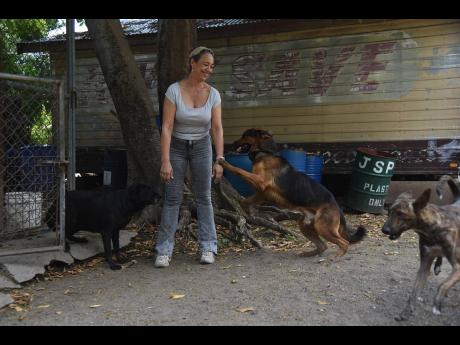 Pamela Lawson, Managing Director, of the JSPCA in St Andrew, plays with some of the dogs on property during a visit on Saturday.