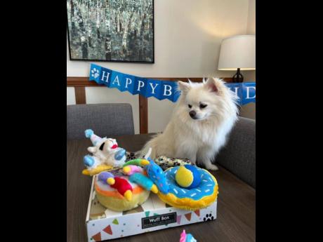 A sneak peek inside the BarkDay Collection box, filled with themed treats, toys, and accessories.