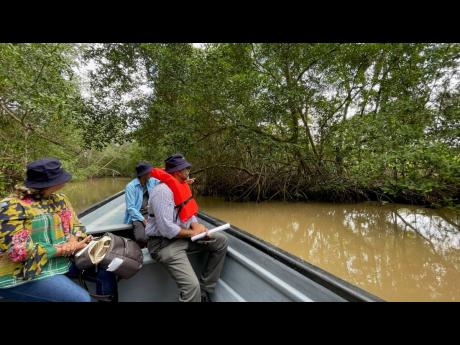 Mangroves serve as a nature-based solution to reduce flooding risks. 