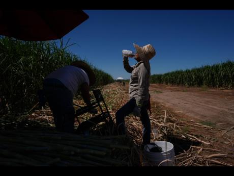 Petrona Romero (right) drinks an electrolyte beverage while working alongside her husband, Cristino, in a sugarcane field in Niland, California, on September 11, 2025.