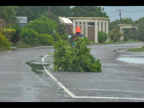 A resident of Port Royal toting a plant to tend to animals, October 27, 2025, as Hurricane Melissa was approaching Jamaica.