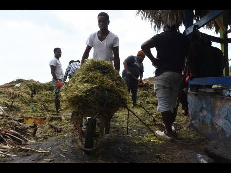 Volunteers on Wednesday clearing a vast amount of seaweed that washed ashore at the Little Ochie Seafood Restaurant in Alligator Pond, Manchester, during the passage of Hurricane Melissa on Tuesday.