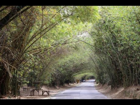 Holland Bamboo, St Elizabeth, is expected to be restored to its former glory in a relatively short time.
