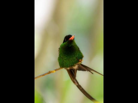 Hummingbird