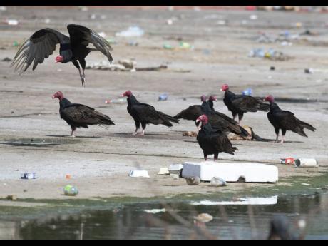Credit: File This file photo shows a flock of Turkey Vultures (John Crows) at a section of the gully in Waterhouse.