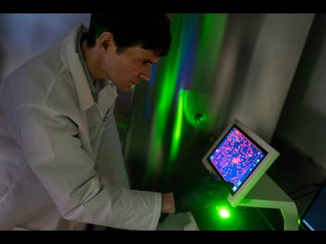 Dr William Ambler, a translational research scholar who studies how biological sex affects the risk of autoimmune diseases, looks at cells under a microscope in the lab where he works at the National Institutes of Health in Bethesda, Maryland.