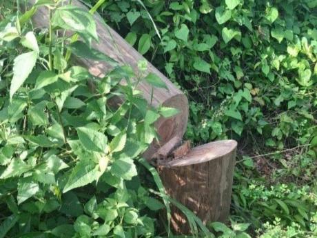 The company says teams conducting patrols discovered that a freshly planted utility pole had been deliberately cut at the base, causing it to topple. 