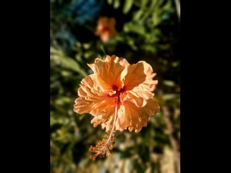 Photo by Mark Bell 
Tropical bliss ... a blooming Hibiscus